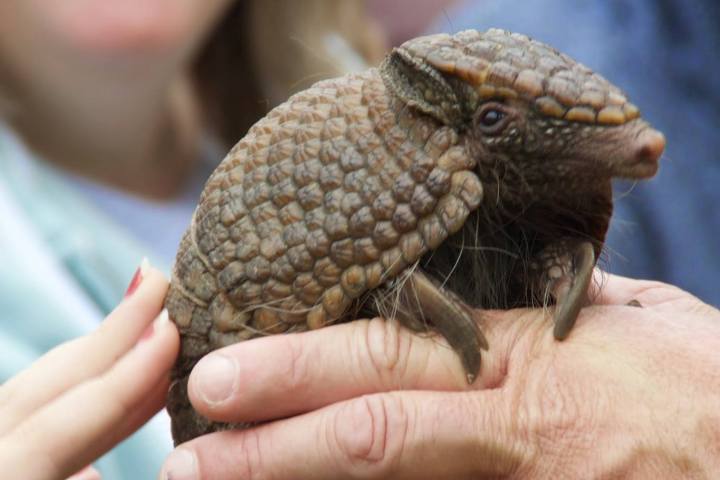 a close up of a person holding an animal