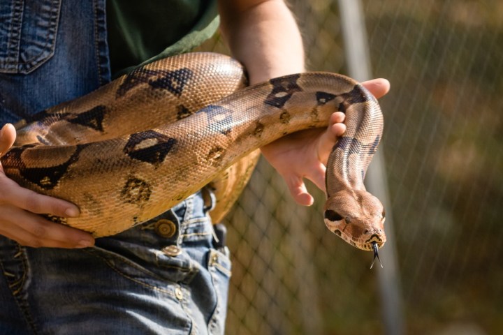 a hand holding a snake