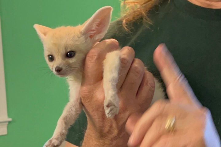 a person holding a dog